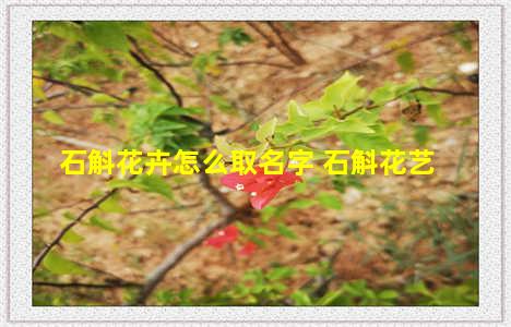 石斛花卉怎么取名字 石斛花艺